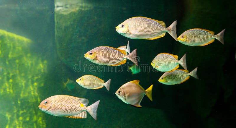Thes Aquarium fish with coral and aquatic animals stock photo