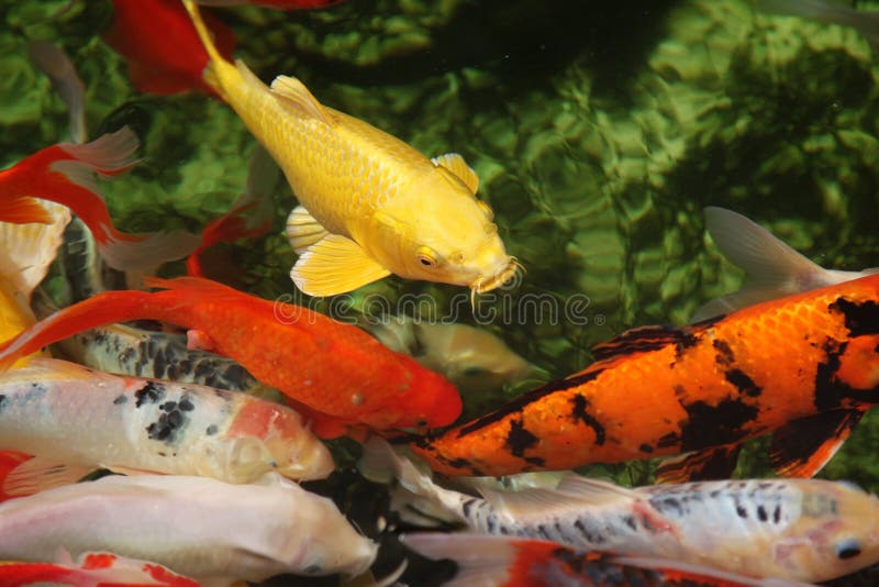 Tropical colorful fish. Mix of Tropical colorful fish stock images