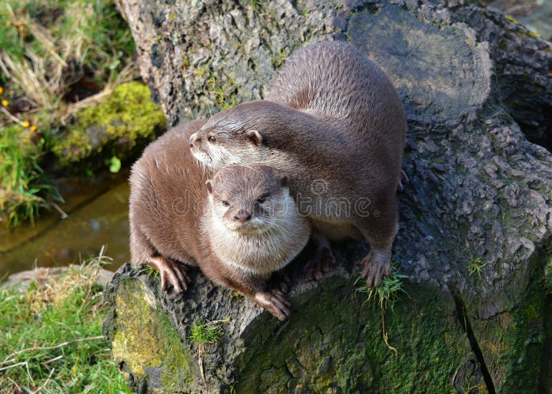 Two cute affectionate Otters sitting together. Asian Short-Clawed Otter (Amblonyx cinereus) Family: Mustelidae Order: Carnivora. Found in swampy mangroves and stock images