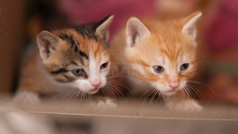 Two cute newborn kittens in a cardboard box, closeup faces stock photos