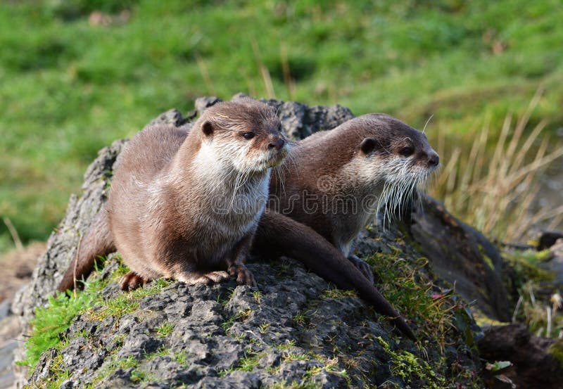 Two cute Otters sitting together on a tree trunk. Asian Short-Clawed Otter (Amblonyx cinereus) Family: Mustelidae Order: Carnivora. Found in swampy mangroves and royalty free stock photography