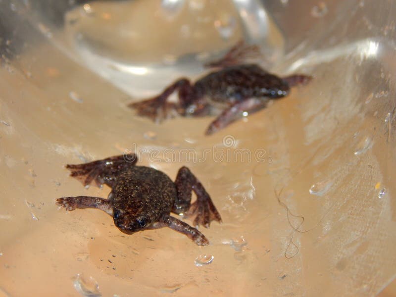 Detail of Hymenochirus curtipes male. Two males of Hymenochirus curtipes, western dwarf african frog stock images