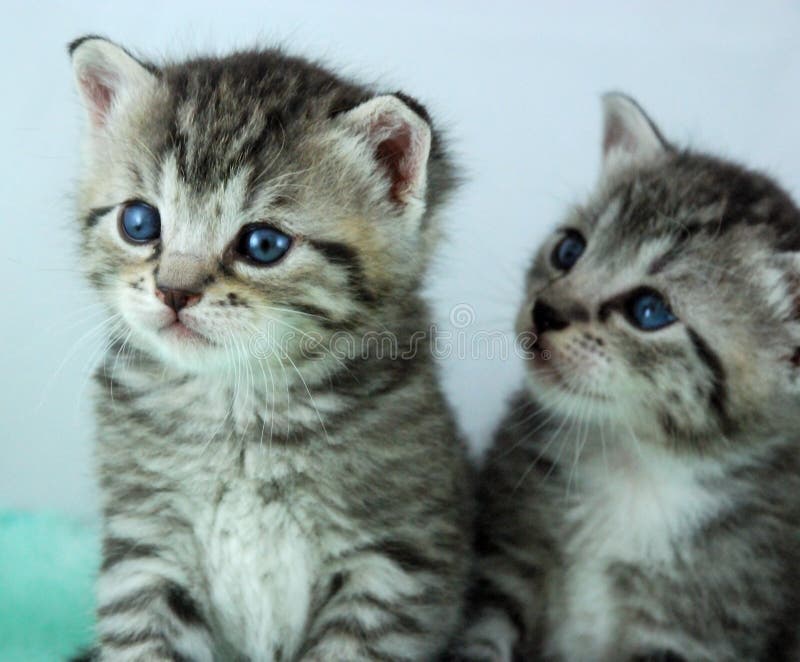 Two newborn kittens stock images