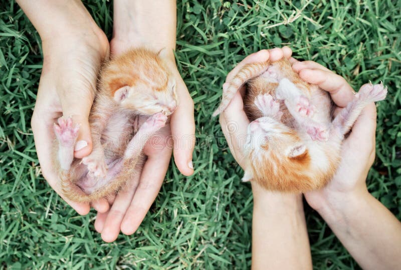 Two newborn kittens in hands stock image