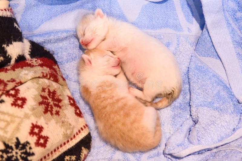 Two Newborn kittens sleeping together royalty free stock images