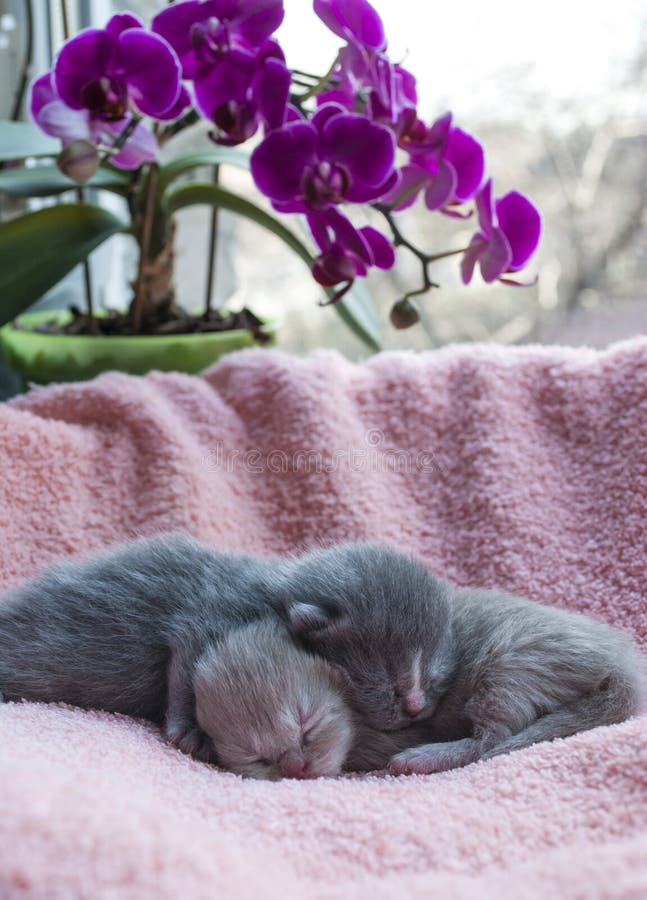 Two scottish newborn kittens are sleeping in an embrace on a pink coverlet stock photography