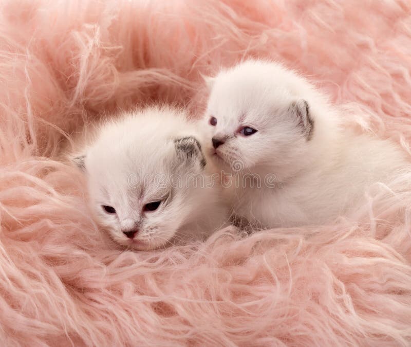 Two white newborn kittens royalty free stock images