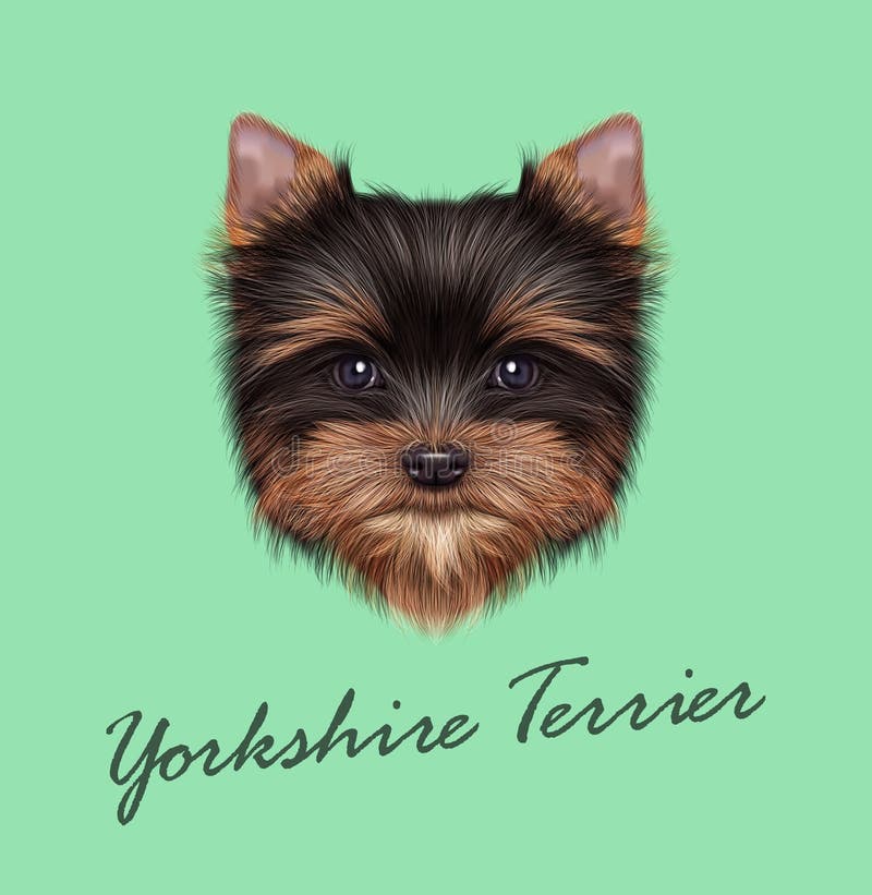 Vector Illustrated portrait of Yorkshire Terrier puppy royalty free illustration