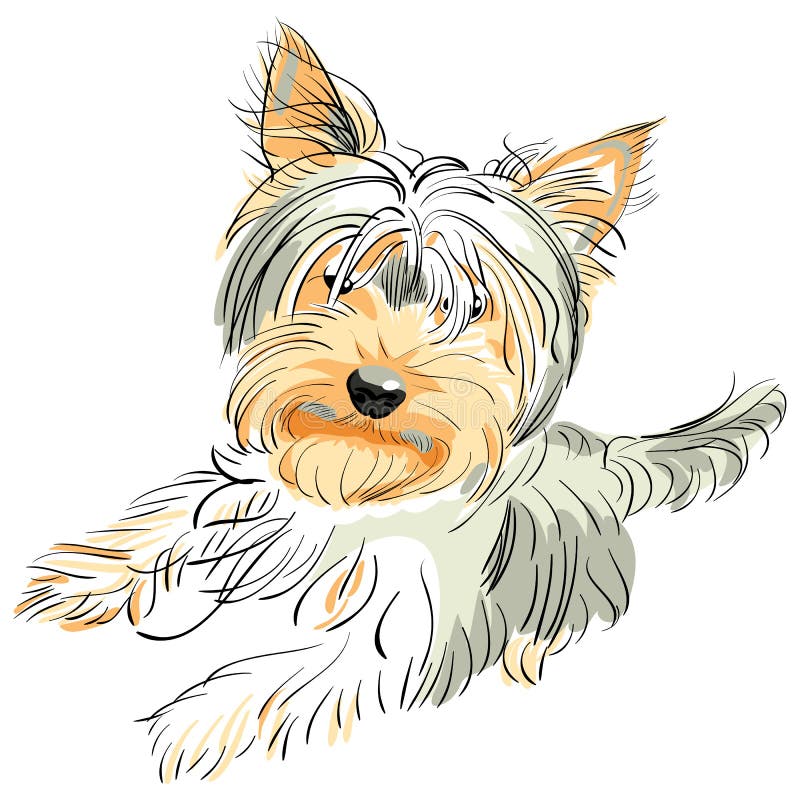Vector Pedigreed dog Yorkshire terrier vector illustration