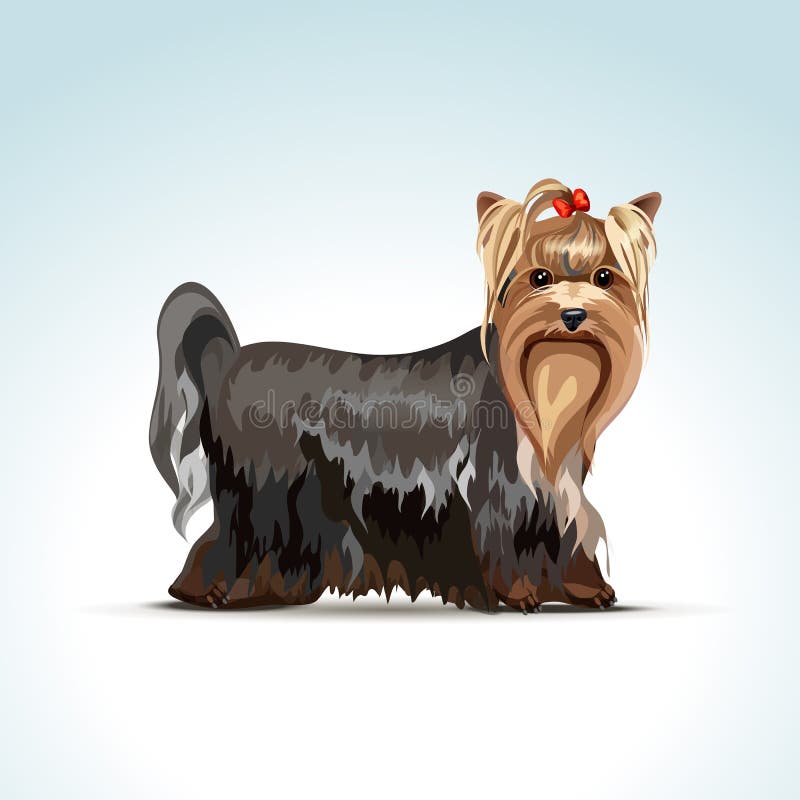 Vector Yorkshire Terrier Dog stock illustration