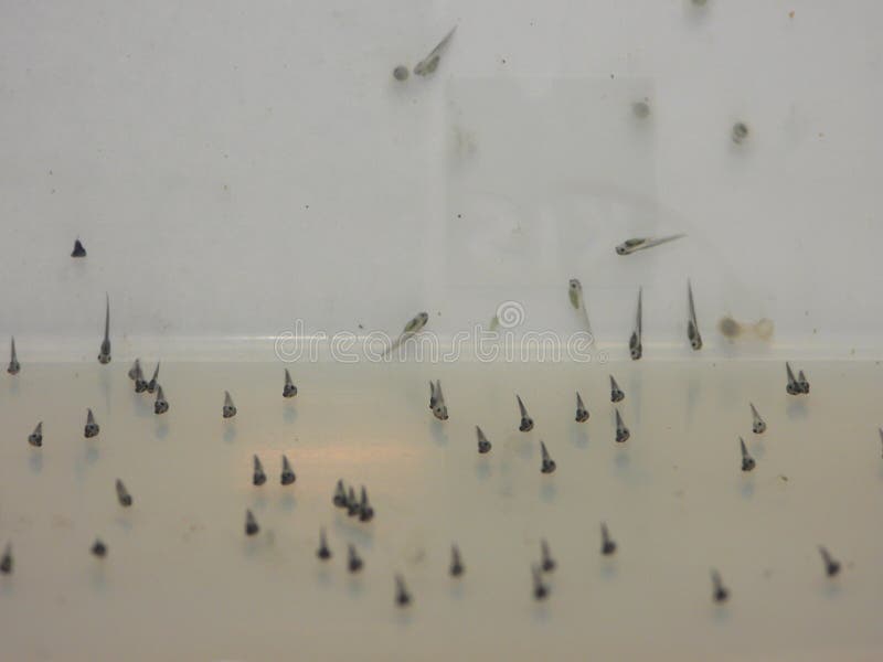 Watching new life from above. Few days old tadpoles of clawed frogs, sticked to a wall of a container stock photos