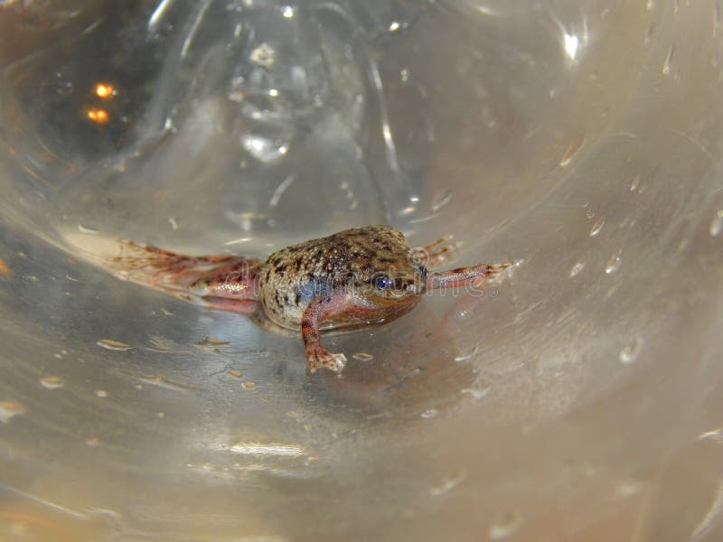 Western dwarf clawed frog female. Female of Hymenochirus curtipes, closeup royalty free stock image
