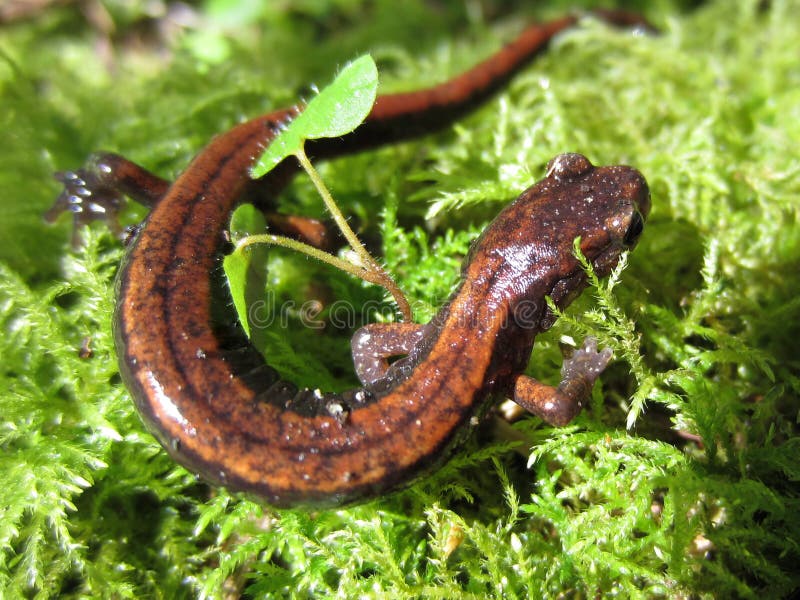 Western Redback Salamander on Moss stock photo