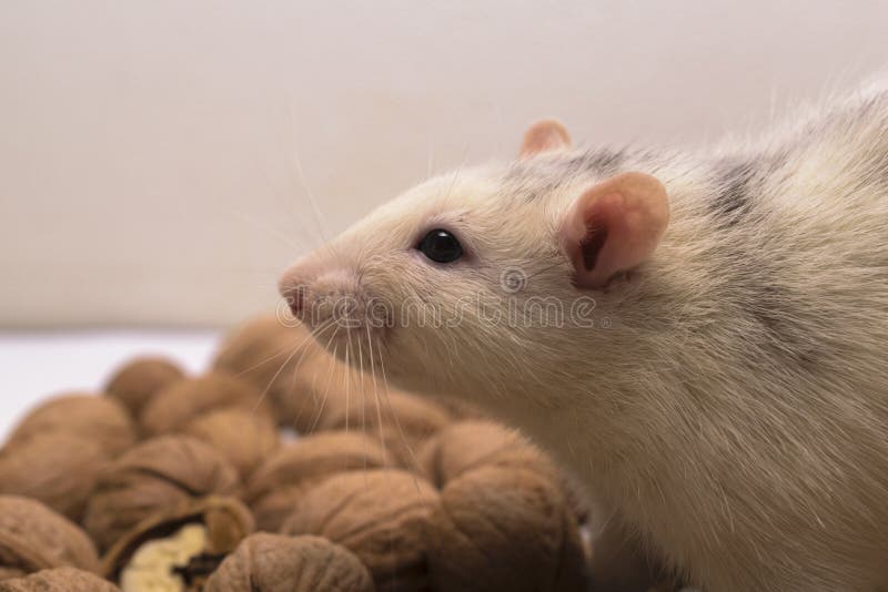 White decorative rat with walnuts.  stock images