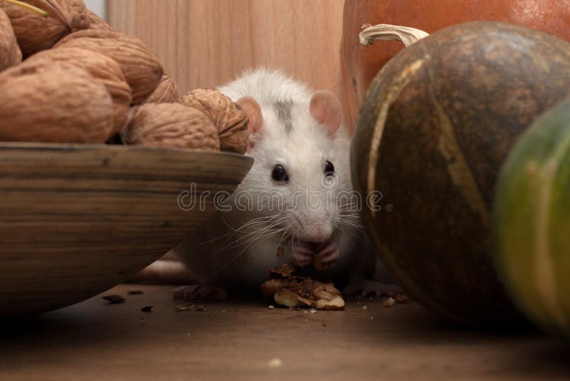 A white rat sits near decorative pumpkins. A white rat sits near decorative pumpkins and a wooden bowl with walnuts. rats, mammal, pet, pets, rodent, rodents stock photos