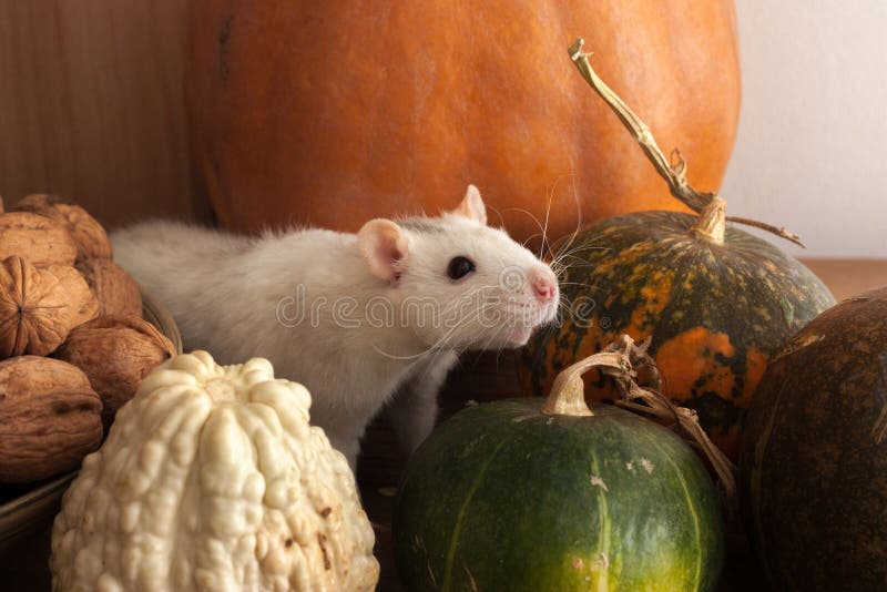 A white rat sits near decorative pumpkins. A white rat sits near decorative pumpkins and a wooden bowl with walnuts. rats, mammal, pet, pets, rodent, rodents stock images