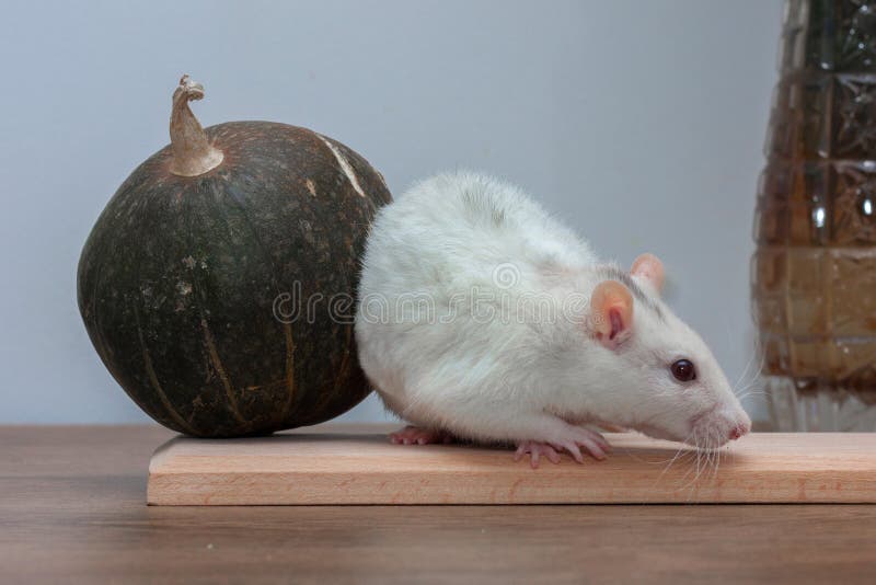 A white rat stands on a wooden table.  Near the rat lies a small decorative pumpkin. stock photography