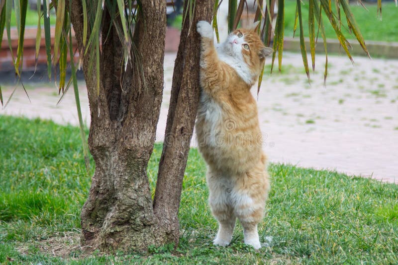 The white-red fluffy cat stands on its hind legs, the front holds on to the tree stock image