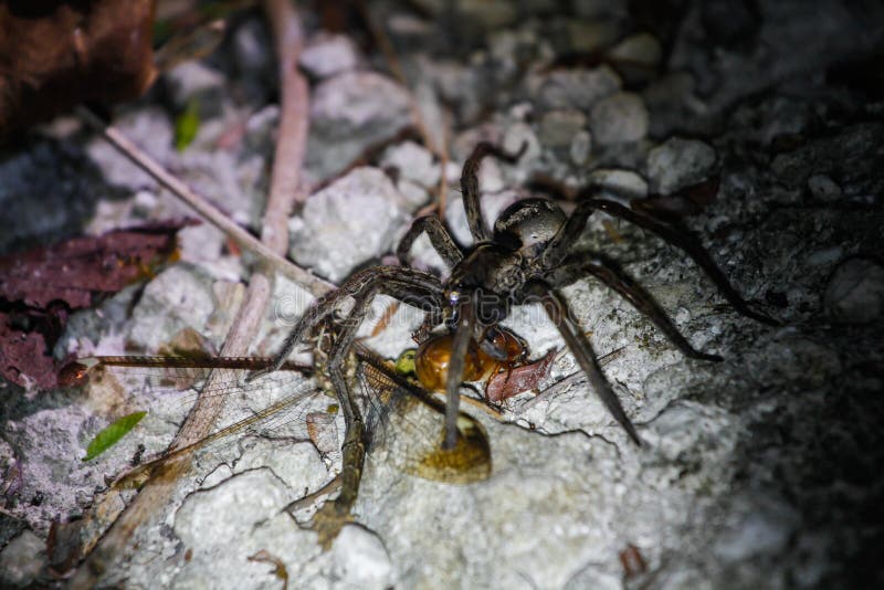 Wildlife: A Wolf Spider hunts a June Bug and a Dragonfly during the night in the Northern Jungles of Guatemala. A wolf spider cosidae is feeding on a June Bug stock image