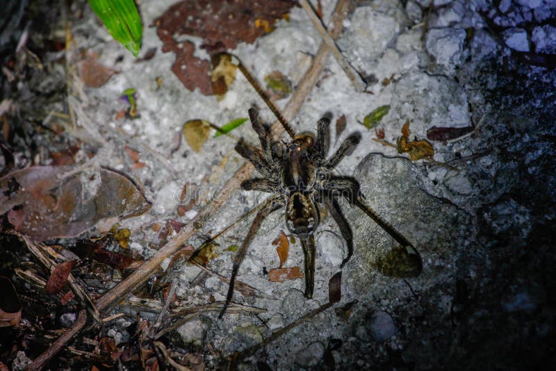 Wildlife: A Wolf Spider hunts a June Bug and a Dragonfly during the night in the Northern Jungles of Guatemala. A wolf spider cosidae is feeding on a June Bug stock image