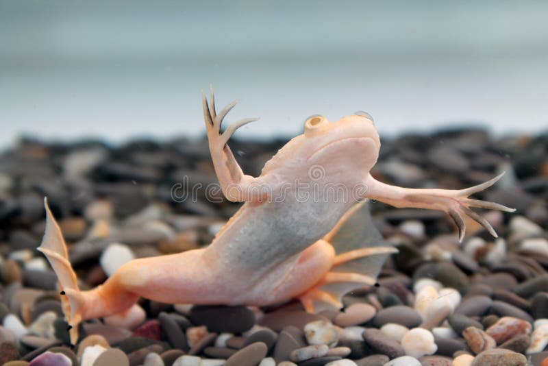 Xenopus laevis (African clawed frog). The African clawed frog (Xenopus laevis, also known as the xenopus, African clawed toad, African claw-toed frog or the royalty free stock photo
