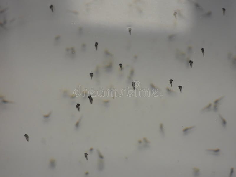 Xenopus Laevis babies. Few days old tadpoles of clawed frogs, hanging on a water sufrace stock photo