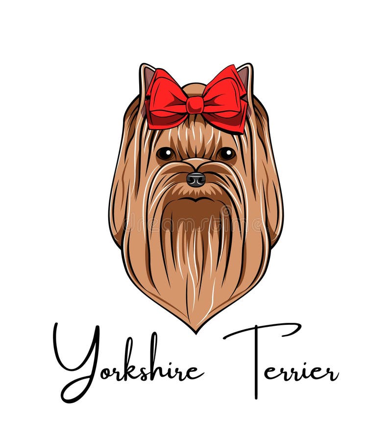 Yorkshire terrier portrait. Red Bow. Dog breed. Dog head face. Vector. vector illustration