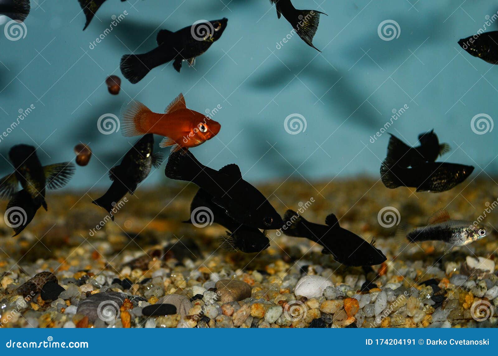 Рыбки моллинезии размножение