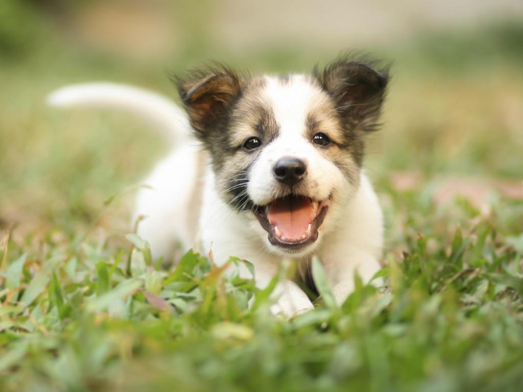 щенок бежит в траве