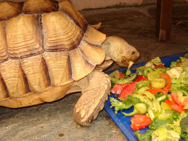 Питание сухопутной черепахи