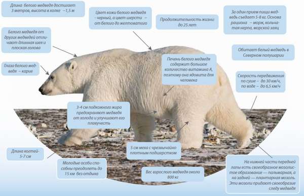 Белый медведь схема