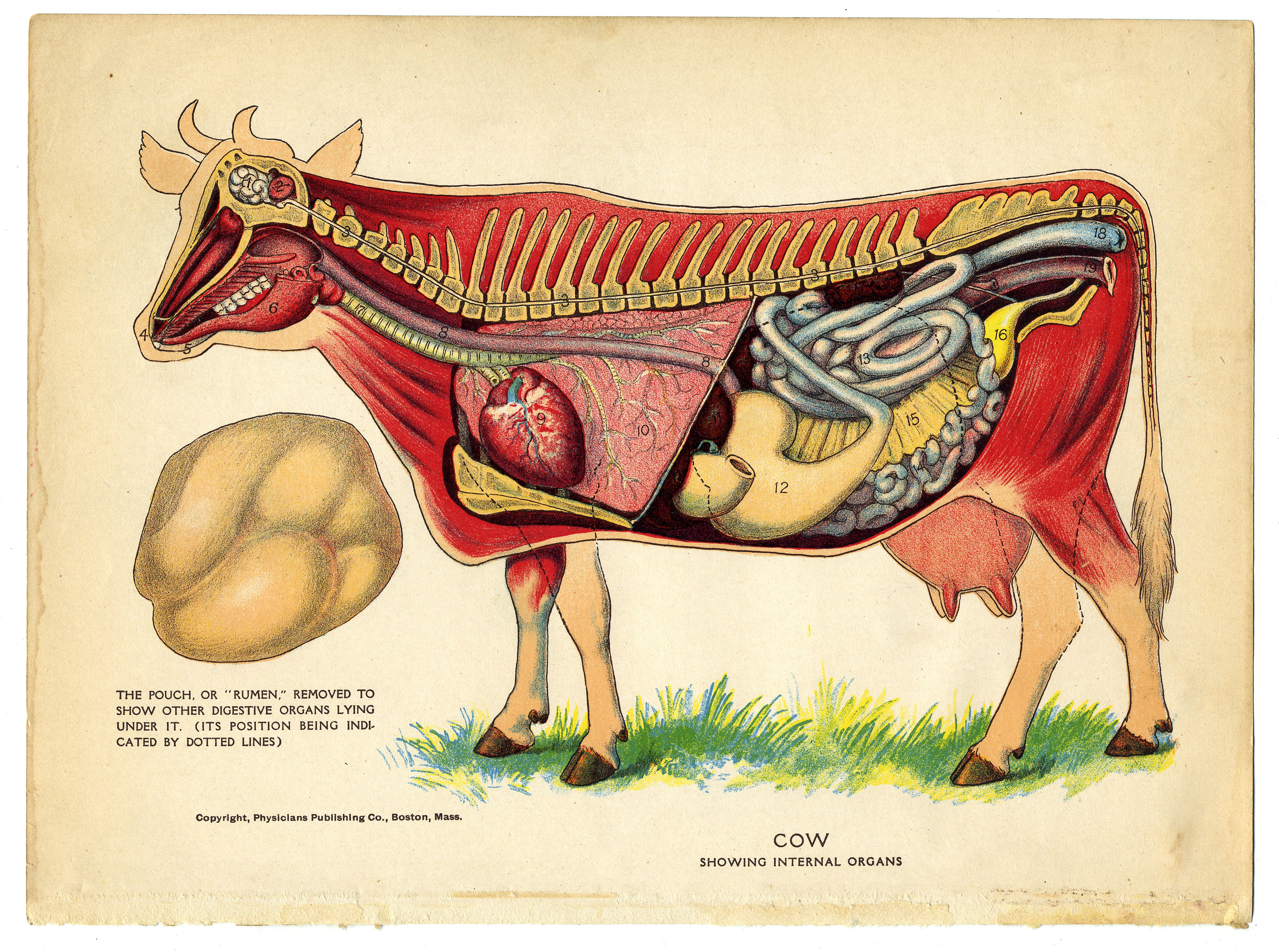 Ветеринария патанатомия. Анатомия КРС внутренние органы. Анатомия сельскохозяйственных животных. Анатомия коровы. Внутренности коровы.