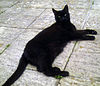 Bombay cat.jpg