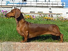 Smooth Dachshund Portrait.jpg