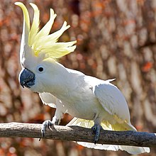 A mainly-white cockatoo with a black beak perched on a wooden perch. Its yellow crest is raised and very conspicuous.