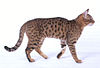 Star Spangled Cat.jpg