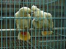 Two mainly white-plumaged cockatoos in a cage
