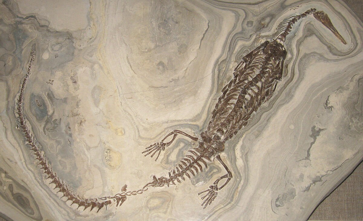 Картинки по запросу Мезозавр, фото мезозавры
