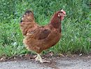 Poltava chicken breed female.jpg