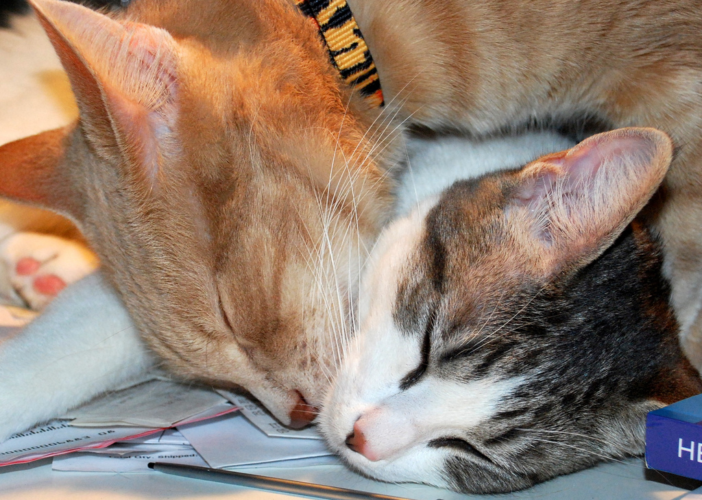 Кот и кошка спят в обнимку