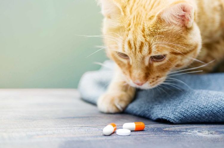 Рыжий кот нюхает таблетки