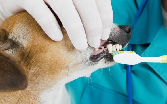 Ветеринарный врач-стоматолог