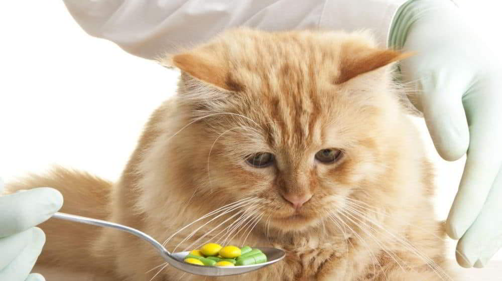 Лечение атопического дерматита у кошек стероиды и альтернативы