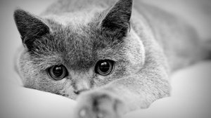 Как заметить появление крови в моче у кота / кошки / котенка?