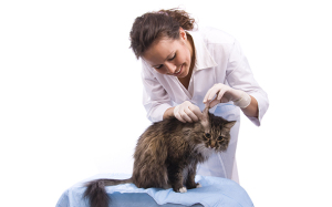 Виды дерматита у кошек