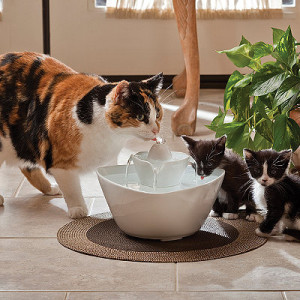Случаи, когда кошка пьет много воды - это норма