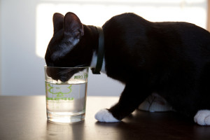 Как определить сколько воды пьет кот или кошка?