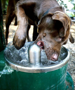Почему собака много пьет воды?