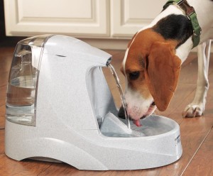 Что делать, если собака пьет много воды