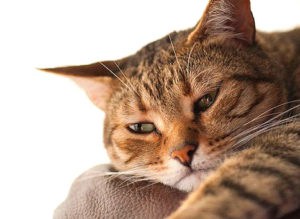 Кошка не ест из-за воспаление в желудке и кишечнике
